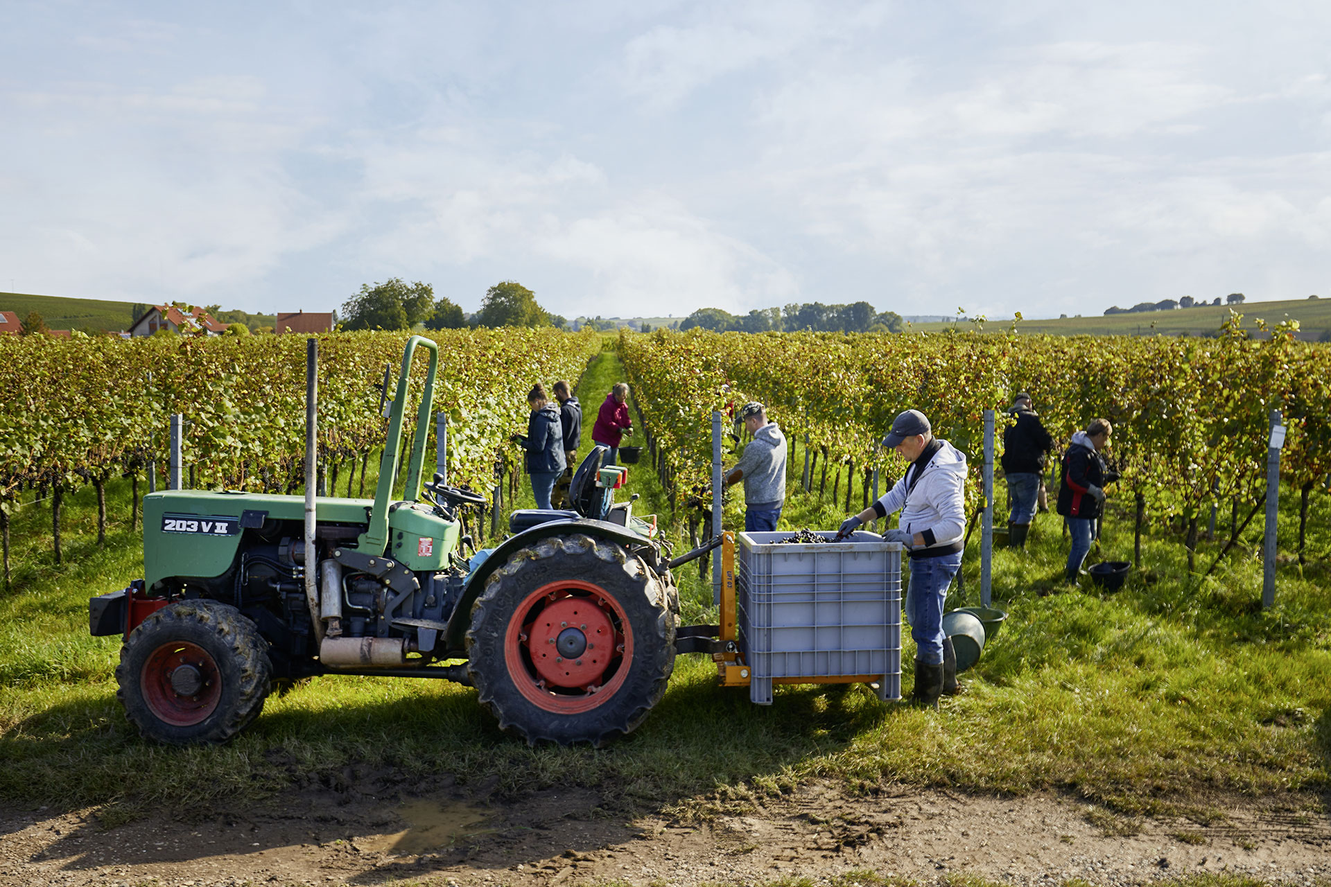 Die Weinlese – jährlicher Höhepunkt unseres Schaffens | © Weingut Siegrist GdbR