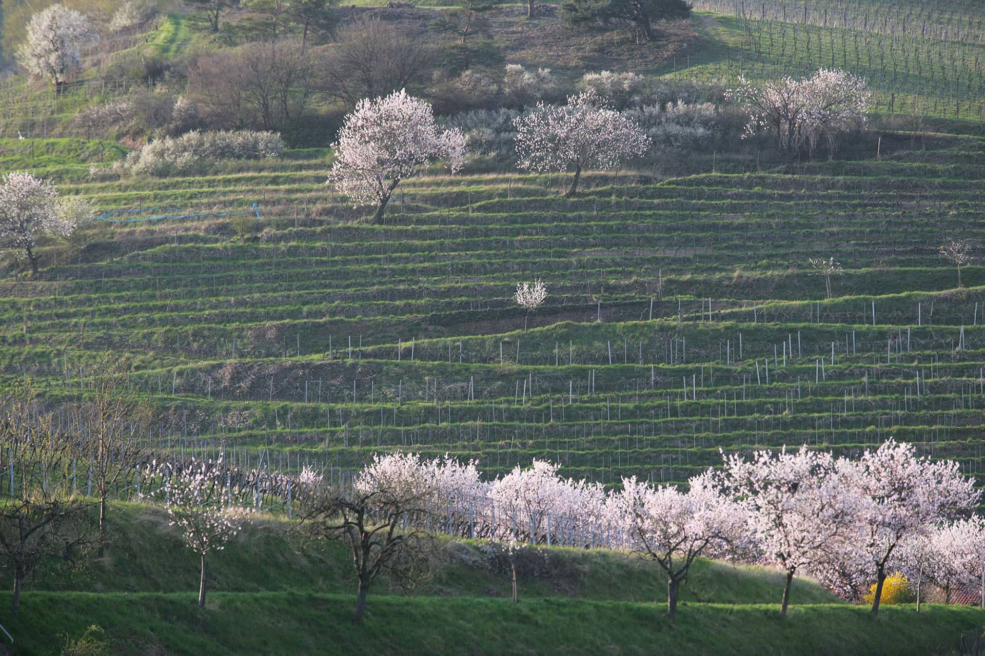 Die Mandelblüte verwandelt im Frühjahr unsere schöne Südpfalz in ein rosa Blütenmeer | © Weingut Siegrist GdbR