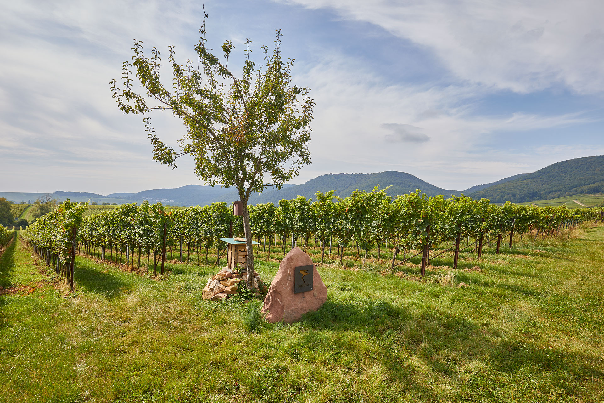 Die Förderung der Biodiversität und des Artenschutzes in unseren Weingbergen | © Weingut Siegrist GdbR