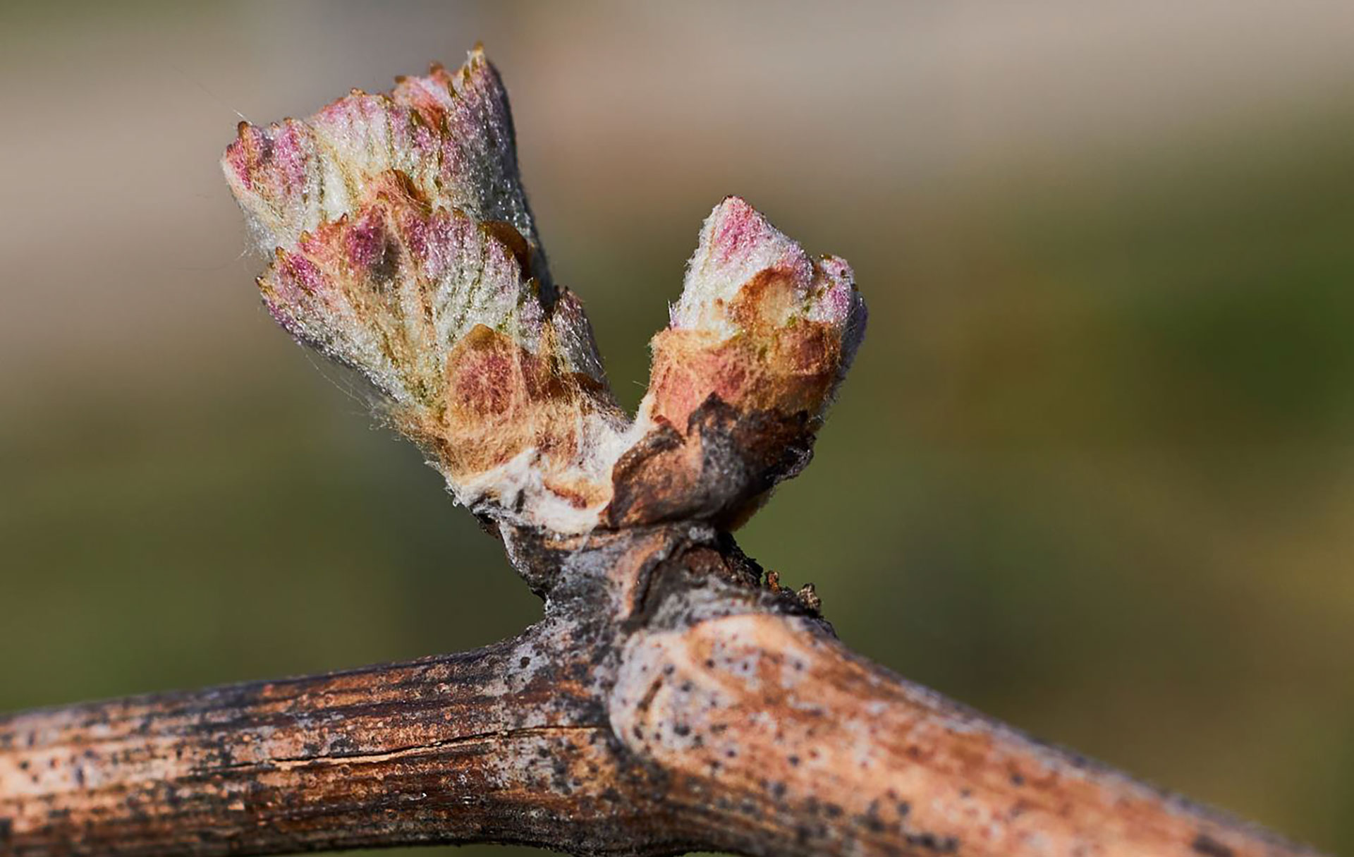 Jedem Anfang wohnt ein Zauber inne | © Weingut Siegrist GdbR