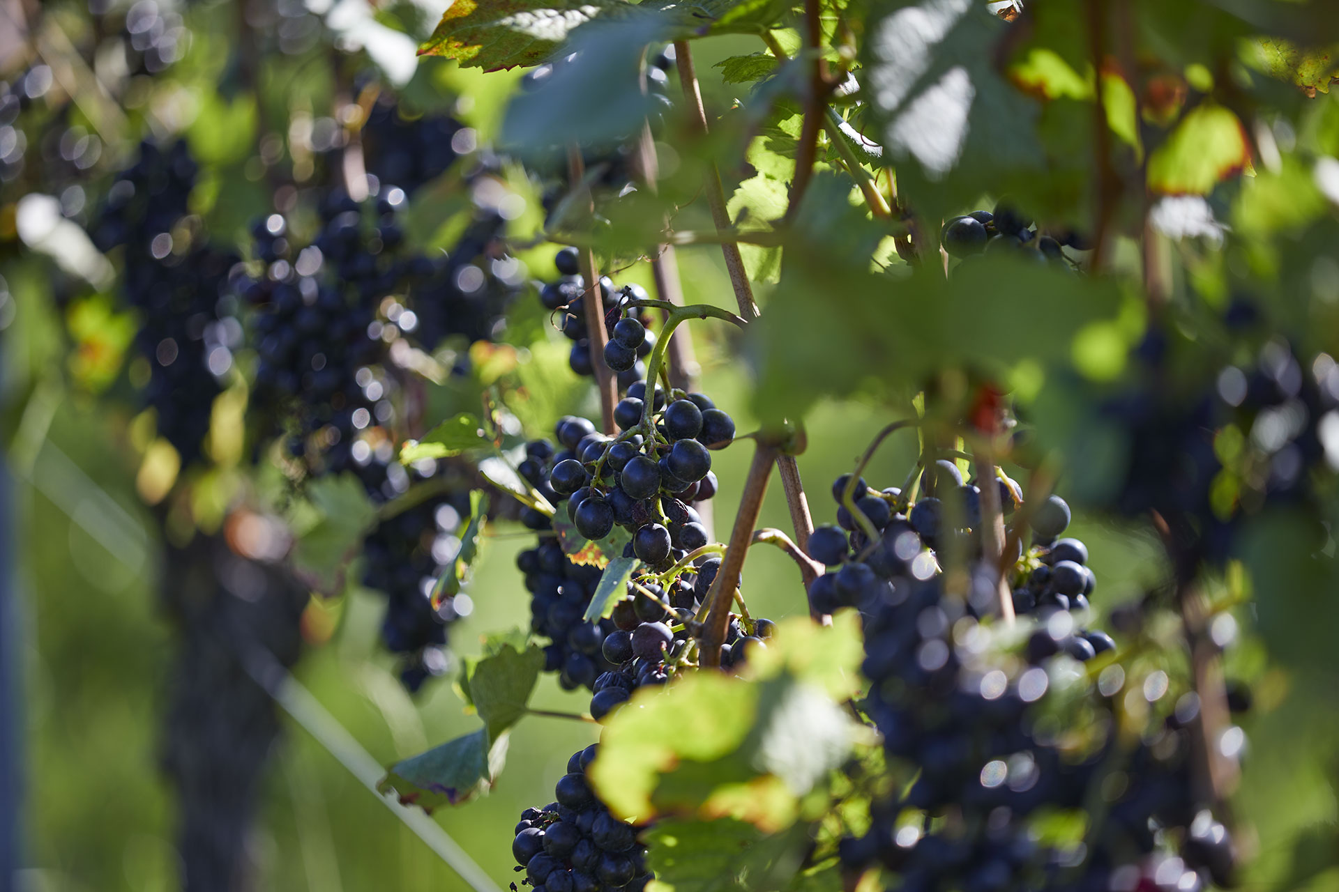 Konsequente Ertragsreduzierung | © Weingut Siegrist GdbR